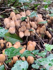Coprinellus micaceus