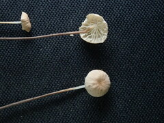 Marasmius felix