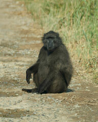Papio ursinus ursinus