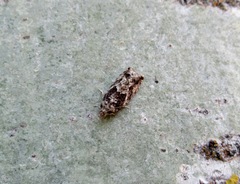 Epinotia nisella