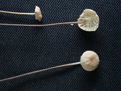 Marasmius felix