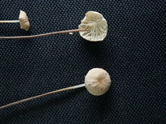 Marasmius felix