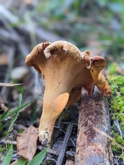 Cantharellus flavolateritius