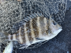 Archosargus probatocephalus