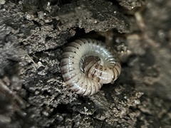 Cylindroiulus caeruleocinctus