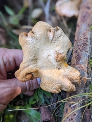 Cantharellus flavolateritius