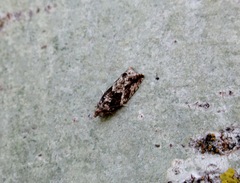 Epinotia nisella