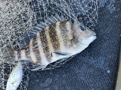 Archosargus probatocephalus