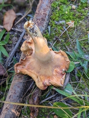 Cantharellus flavolateritius