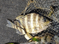 Archosargus probatocephalus