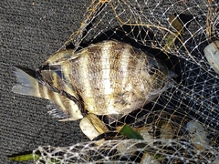 Archosargus probatocephalus