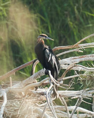 Anhinga rufa rufa