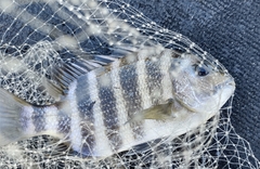 Archosargus probatocephalus