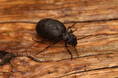 Meloe rugosus