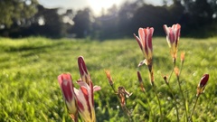 Sparaxis grandiflora