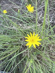 Bradburia pilosa