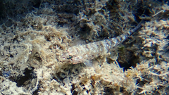 Gobius incognitus