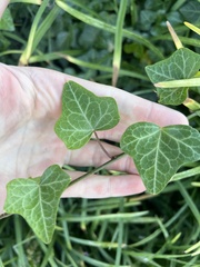 Hedera helix