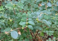 Symphoricarpos orbiculatus