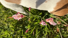 Sparaxis grandiflora