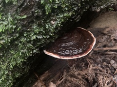 Rhodofomes cajanderi