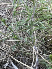 Bradburia pilosa