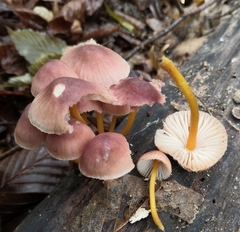 Mycena renati