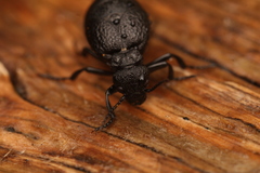 Meloe rugosus