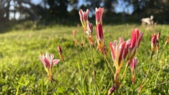 Sparaxis grandiflora