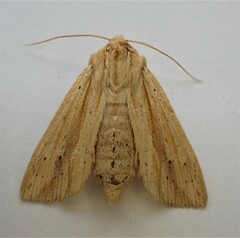 Ichneutica semivittata