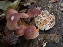 Mycena renati