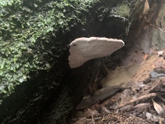 Rhodofomes cajanderi