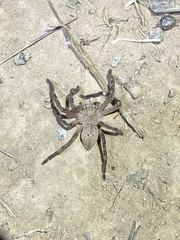 Neosparassus calligaster