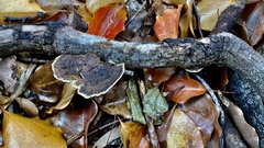 Hexagonia tenuis