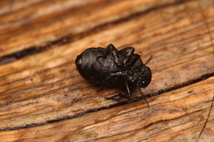 Meloe rugosus