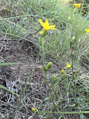 Bradburia pilosa