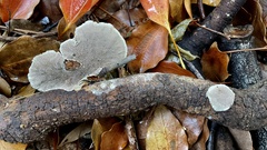 Hexagonia tenuis