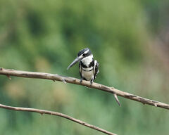 Ceryle rudis rudis