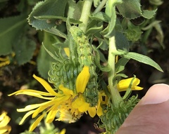 Heliothis