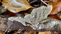 Hexagonia tenuis