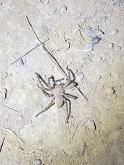 Neosparassus calligaster