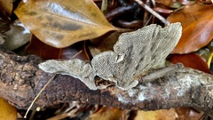 Hexagonia tenuis