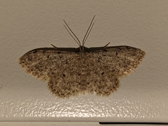 Idaea cervantaria