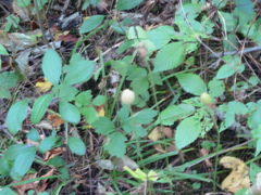 Anemone virginiana