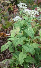 Eupatorium sessilifolium