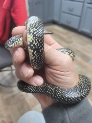 Lampropeltis nigra