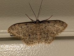 Idaea cervantaria