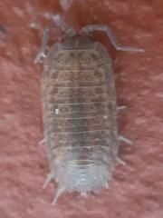 Porcellium collicola