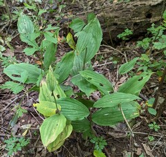 Cypripedium parviflorum