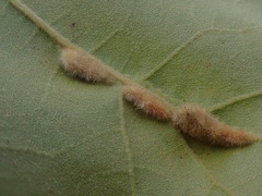 Macrodiplosis niveipila